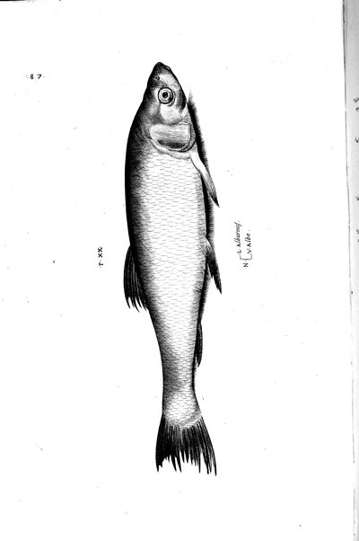 Aquatilium animalium historiæ, liber primus, cum eorundem formis, ære excusis. Hippolyto Saluiano ... auctore