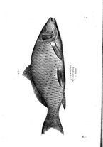 libroantico/BVEE009093/0190