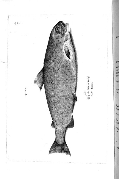 Aquatilium animalium historiæ, liber primus, cum eorundem formis, ære excusis. Hippolyto Saluiano ... auctore