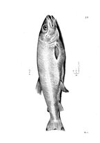 libroantico/BVEE009093/0201