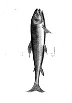 libroantico/BVEE009093/0207