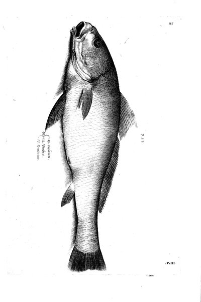 Aquatilium animalium historiæ, liber primus, cum eorundem formis, ære excusis. Hippolyto Saluiano ... auctore