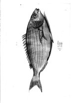 libroantico/BVEE009093/0237