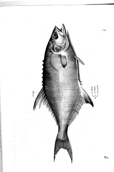 Aquatilium animalium historiæ, liber primus, cum eorundem formis, ære excusis. Hippolyto Saluiano ... auctore