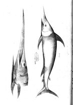 libroantico/BVEE009093/0251