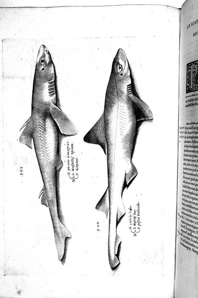 Aquatilium animalium historiæ, liber primus, cum eorundem formis, ære excusis. Hippolyto Saluiano ... auctore