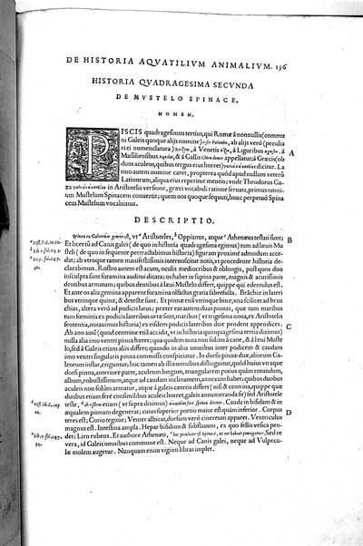 Aquatilium animalium historiæ, liber primus, cum eorundem formis, ære excusis. Hippolyto Saluiano ... auctore