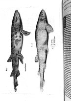 libroantico/BVEE009093/0272