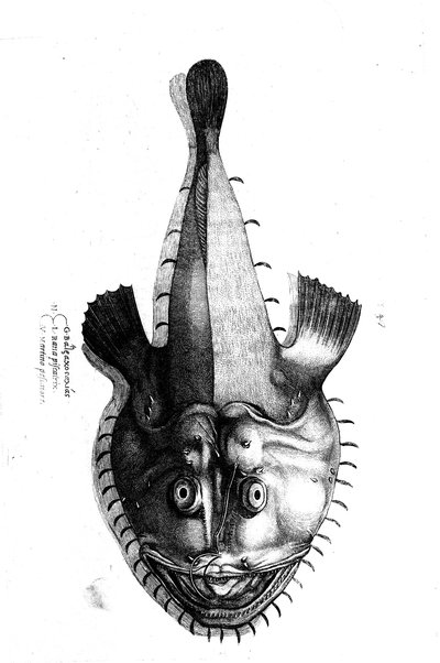 Aquatilium animalium historiæ, liber primus, cum eorundem formis, ære excusis. Hippolyto Saluiano ... auctore