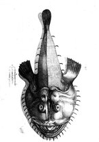 libroantico/BVEE009093/0276