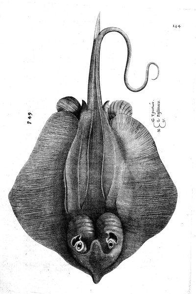 Aquatilium animalium historiæ, liber primus, cum eorundem formis, ære excusis. Hippolyto Saluiano ... auctore