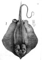 libroantico/BVEE009093/0285