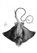 libroantico/BVEE009093/0290