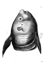 libroantico/BVEE009093/0303