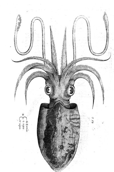 Aquatilium animalium historiæ, liber primus, cum eorundem formis, ære excusis. Hippolyto Saluiano ... auctore