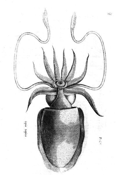 Aquatilium animalium historiæ, liber primus, cum eorundem formis, ære excusis. Hippolyto Saluiano ... auctore