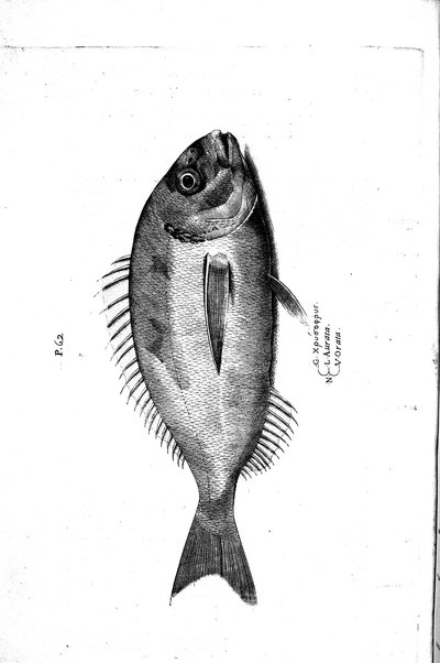 Aquatilium animalium historiæ, liber primus, cum eorundem formis, ære excusis. Hippolyto Saluiano ... auctore