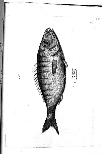 Aquatilium animalium historiæ, liber primus, cum eorundem formis, ære excusis. Hippolyto Saluiano ... auctore