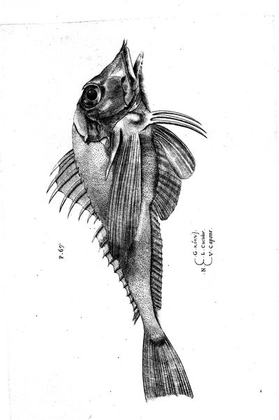 Aquatilium animalium historiæ, liber primus, cum eorundem formis, ære excusis. Hippolyto Saluiano ... auctore