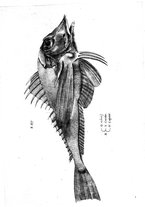 libroantico/BVEE009093/0368