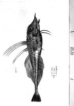 libroantico/BVEE009093/0371