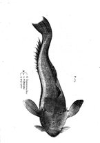 libroantico/BVEE009093/0377