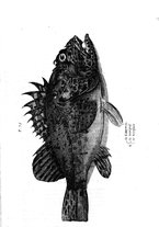 libroantico/BVEE009093/0378