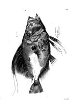 libroantico/BVEE009093/0389