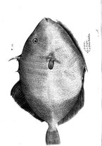 libroantico/BVEE009093/0394