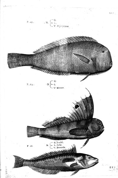 Aquatilium animalium historiæ, liber primus, cum eorundem formis, ære excusis. Hippolyto Saluiano ... auctore