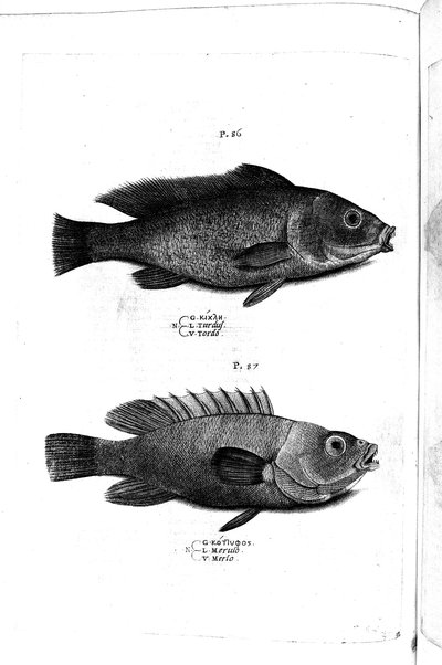 Aquatilium animalium historiæ, liber primus, cum eorundem formis, ære excusis. Hippolyto Saluiano ... auctore