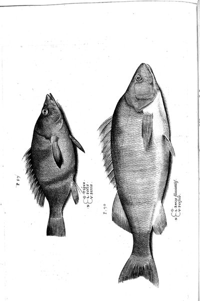 Aquatilium animalium historiæ, liber primus, cum eorundem formis, ære excusis. Hippolyto Saluiano ... auctore