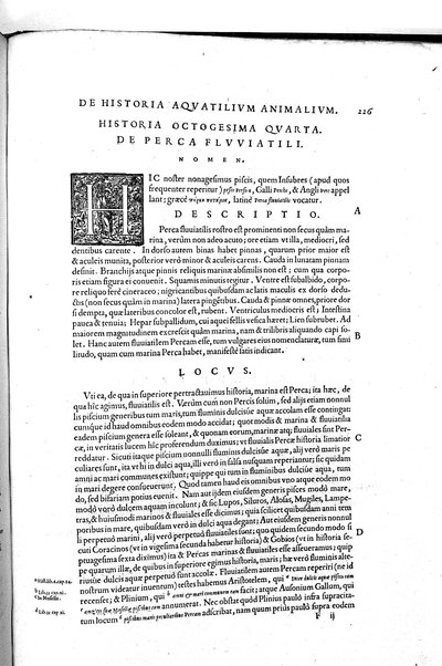 Aquatilium animalium historiæ, liber primus, cum eorundem formis, ære excusis. Hippolyto Saluiano ... auctore