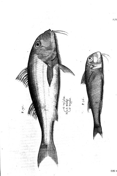 Aquatilium animalium historiæ, liber primus, cum eorundem formis, ære excusis. Hippolyto Saluiano ... auctore