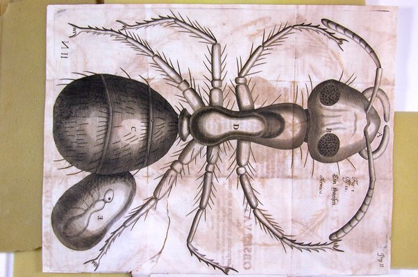 Micrographia nova: sive nova & curiosa variorum minutorum corporum singularis cujusdam & noviter ab autore inventi microscopii ope adauctorum & miranda magnitudine repraesentatorum descriptio tam utilitatis quam jucunditatis gratiae additis eorum figuris, publicata à Joh. Francisco Griendelio ...