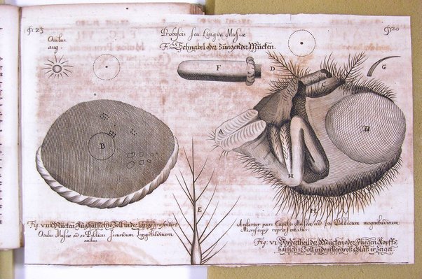 Micrographia nova: sive nova & curiosa variorum minutorum corporum singularis cujusdam & noviter ab autore inventi microscopii ope adauctorum & miranda magnitudine repraesentatorum descriptio tam utilitatis quam jucunditatis gratiae additis eorum figuris, publicata à Joh. Francisco Griendelio ...