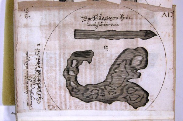 Micrographia nova: sive nova & curiosa variorum minutorum corporum singularis cujusdam & noviter ab autore inventi microscopii ope adauctorum & miranda magnitudine repraesentatorum descriptio tam utilitatis quam jucunditatis gratiae additis eorum figuris, publicata à Joh. Francisco Griendelio ...