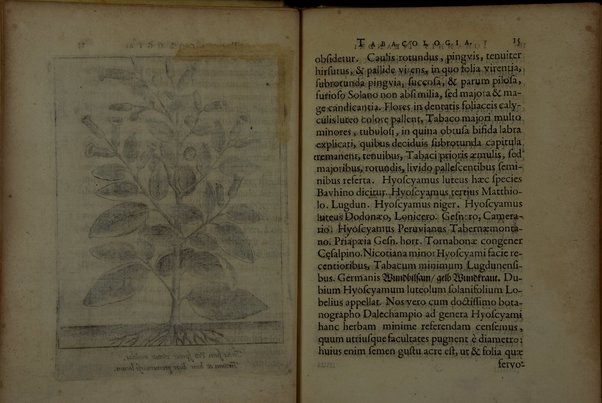 Tabacologia: hoc est tabaci, seu nicotianae descripti medico-chirurgico-pharmaceutica vel eius praeparatio et usus in omnibus fermè corporis humani incommodis. Per Johannem Neandrum Bremanum, ...