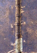 libroantico/BVEE055100/0001