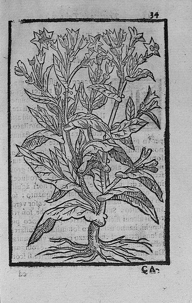 Il tabacco opera di d. Benedetto Stella da Ciuita Castellana M.D.S.B. nella quale si tratta dell'origine, historia, coltura, preparatione, qualità, natura, virtù & vso in fumo, in polvere, in foglia, in lambitiuo, et in medicina della pianta volgarmente detta tabacco ...