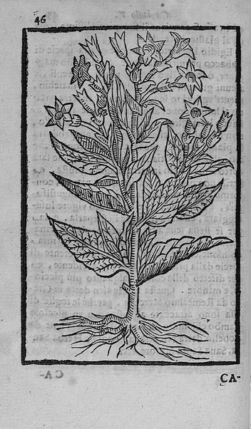 Il tabacco opera di d. Benedetto Stella da Ciuita Castellana M.D.S.B. nella quale si tratta dell'origine, historia, coltura, preparatione, qualità, natura, virtù & vso in fumo, in polvere, in foglia, in lambitiuo, et in medicina della pianta volgarmente detta tabacco ...