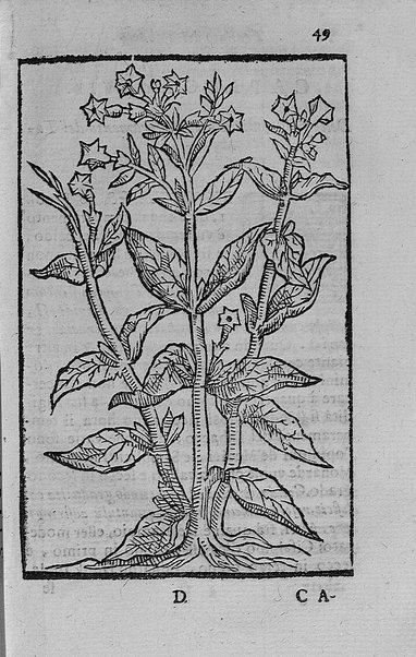Il tabacco opera di d. Benedetto Stella da Ciuita Castellana M.D.S.B. nella quale si tratta dell'origine, historia, coltura, preparatione, qualità, natura, virtù & vso in fumo, in polvere, in foglia, in lambitiuo, et in medicina della pianta volgarmente detta tabacco ...