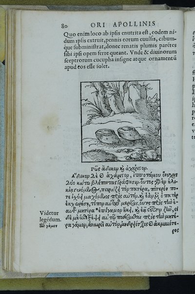 Horou Apollonos Neiloou hieroglyphika. Ori Apollinis Niliaci, De sacris notis & sculpturis libri duo, vbi ad fidem vetusti codicis manu scripti restituta sunt loca permulta, corrupta ante ac deplorata. Quibus accessit uersio recens, per Io. Mercerum Vticensem concinnata, & obseruationes non infrugiferae