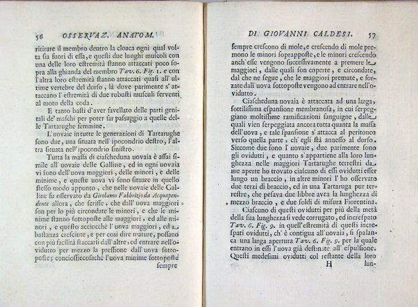 Osservazioni anatomiche di Giovanni Caldesi aretino intorno alle tartarughe marittime, d'acqua dolce, e terrestri. Scritte in una lettera all'illustriss. sig. Francesco Redi