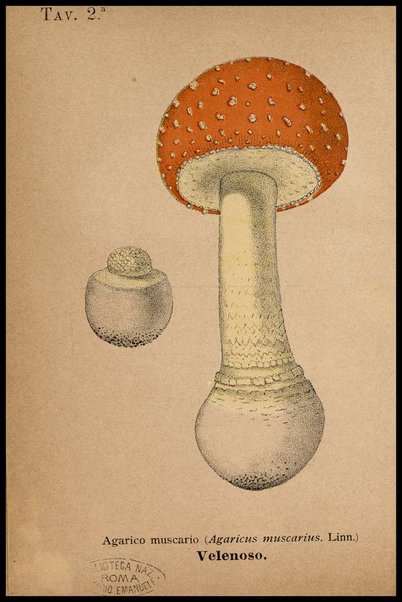 Gastromicologia, ossia Nozioni popolari sopra una gran parte delle migliori specie di funghi mangerecci, sul modo di cucinarli e conservarli : memoria / di Rossi Clemente