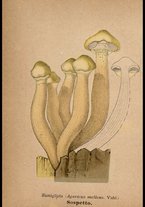 libromoderno/CUB0562080/00000063