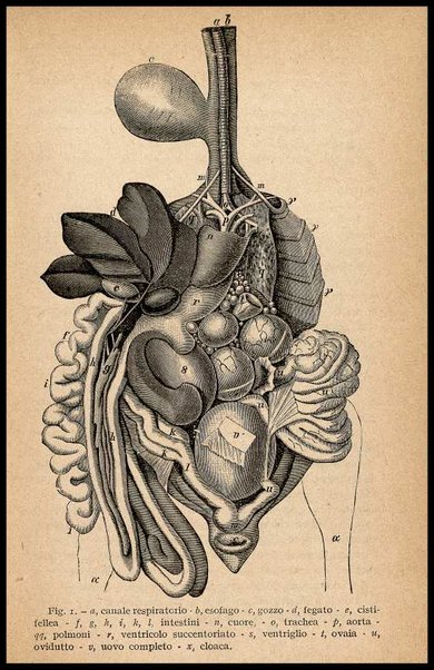 L'uovo di gallina : processi di conservazione e commercio / C. Viviani