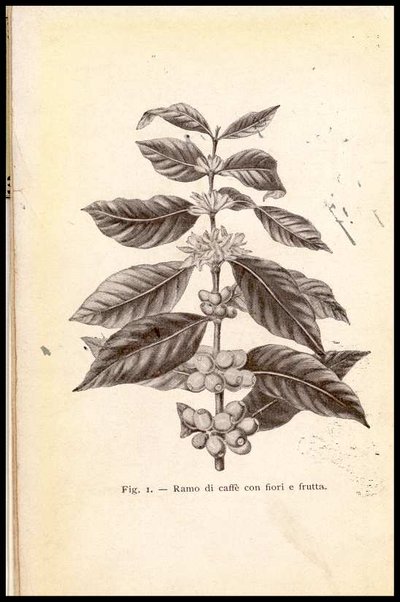 Il caffè, il suo paese e la sua importanza : S. Paulo del Brasile / B. Belli