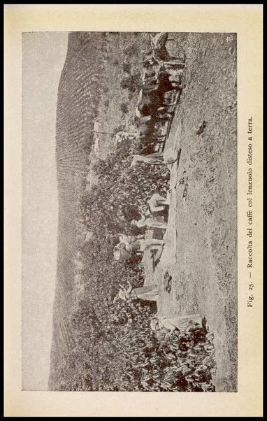 Il caffè, il suo paese e la sua importanza : S. Paulo del Brasile / B. Belli