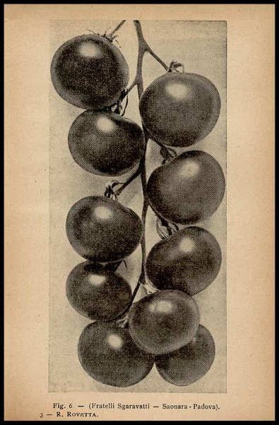 Il pomodoro : coltivazione, utilizzazione domestica, industria, fabbricazione delle scatolette di latta / Rovetta Renato